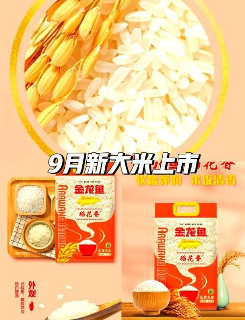 金龍魚廣西香米