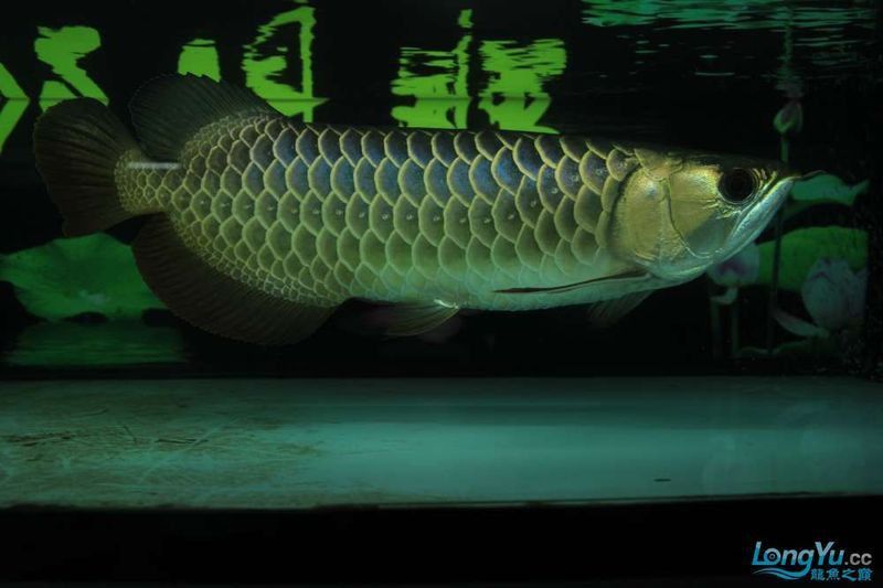 藍(lán)底金龍快沒了最簡單恢復(fù)圖片