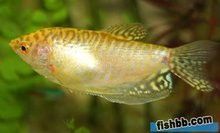 曼龍魚是什么魚
