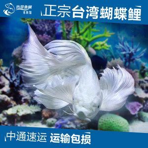 蝴蝶龍魚(yú)價(jià)格表（蝴蝶魚(yú)價(jià)格批發(fā)報(bào)價(jià)、批發(fā)報(bào)價(jià)、價(jià)格大全m.1688）