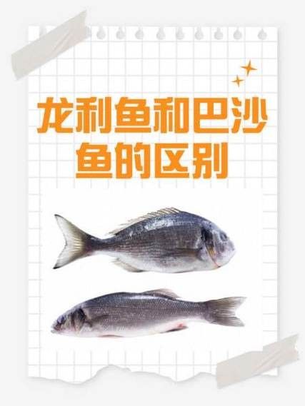 龍利魚是金龍魚嗎