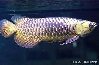 龍魚的背部高度如何提高？：龍魚的背部高度可以通過不同的方式提高
