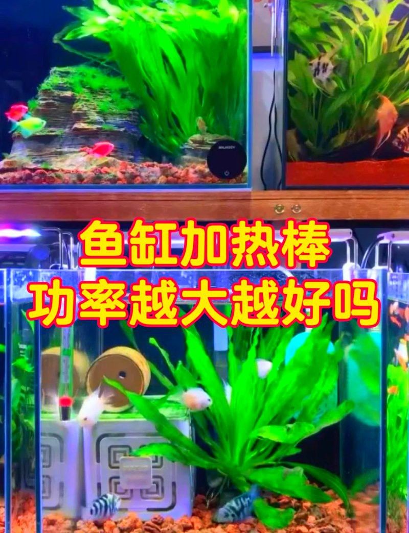 白缸養(yǎng)金龍需要多大的功率加熱器？