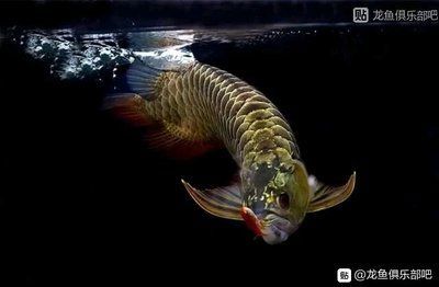 龍魚吃火腿好嗎：龍魚可以吃火腿嗎？