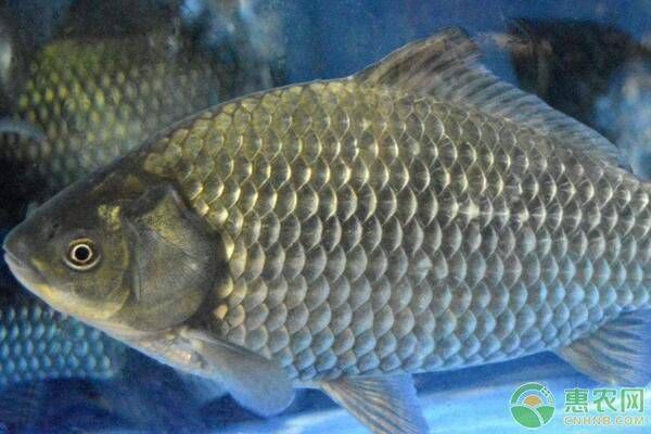 龍鳳鯉魚水質管理技巧：家庭養龍鳳鯉魚常見問題解決,龍鳳鯉魚水質監測實用工具