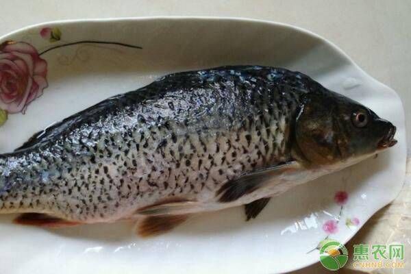 龍鳳鯉魚水質管理技巧：家庭養龍鳳鯉魚常見問題解決,龍鳳鯉魚水質監測實用工具