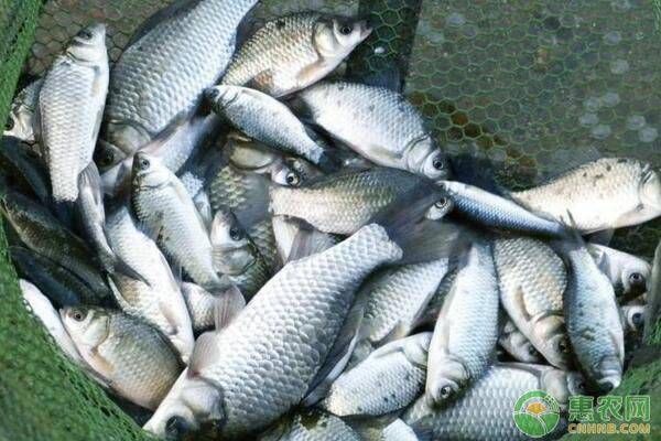 龍鳳鯉魚水質管理技巧：家庭養龍鳳鯉魚常見問題解決,龍鳳鯉魚水質監測實用工具
