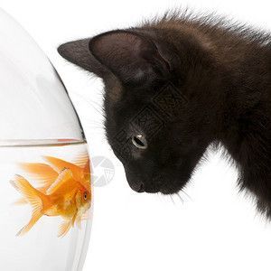 龍魚是否吃天使魚（龍魚會吃天使魚嗎？）