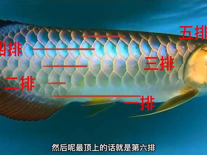 金龍魚最小的魚苗價格多少錢一只