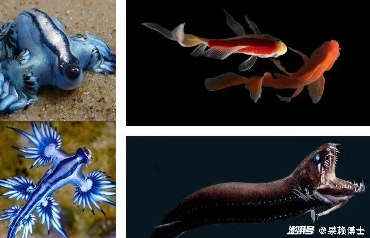 銀龍魚嘴上的須子是干嘛的