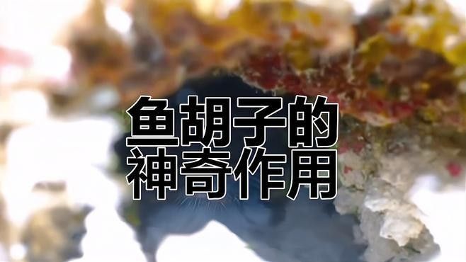 銀龍魚嘴上的須子是干嘛的