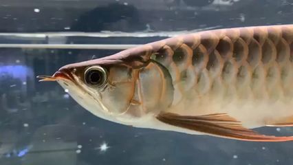 紅龍魚魚鰓起了泡泡怎么辦：紅龍魚魚鰓出現泡泡是由于多種原因引起的，紅龍魚魚鰓起了泡泡怎么辦