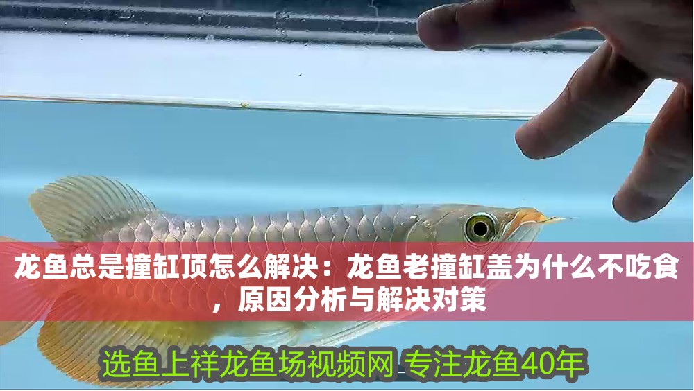 龍魚總是撞缸頂怎么解決：龍魚老撞缸蓋為什么不吃食，原因分析與解決對策