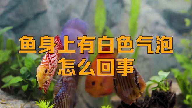 銀龍魚身上起白泡怎么回事啊
