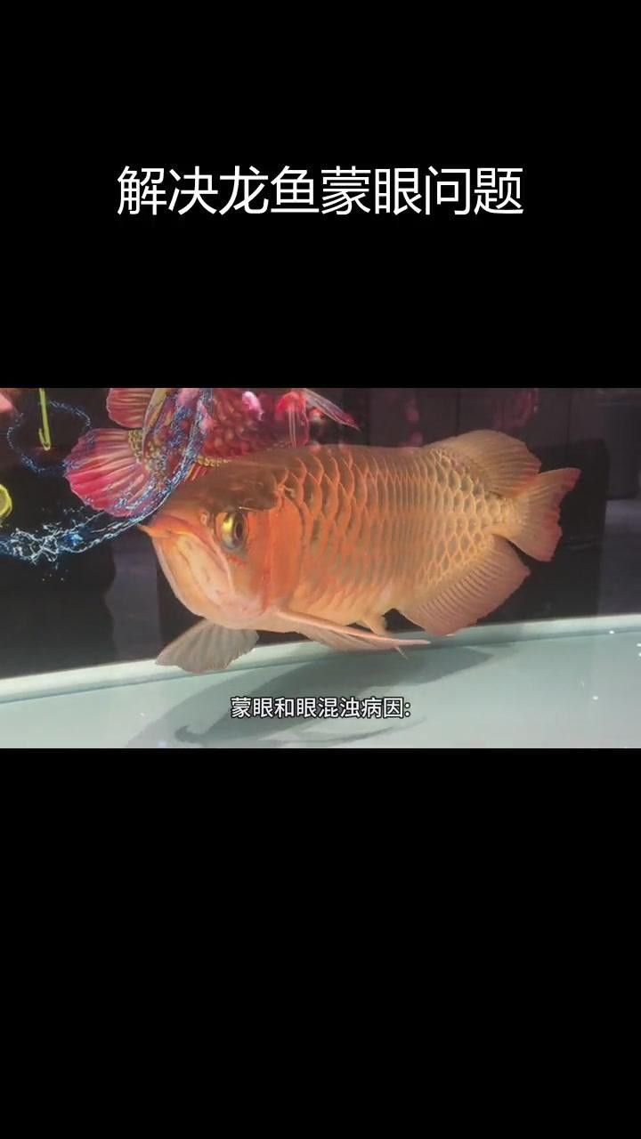 紅龍魚蒙眼初期有哪些癥狀？ 紅龍魚蒙眼初期有哪些癥狀？ 龍魚百科 第1張