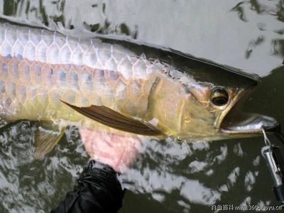 號半龍魚能長多大
