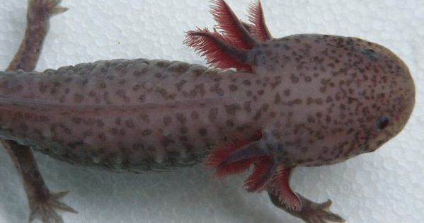 六角恐龍魚會走路嗎（六角恐龍魚的生活習性）