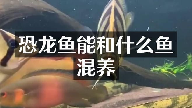 虎斑恐龍魚能和雷龍混養嗎圖片大全視頻 虎斑恐龍魚能和雷龍混養嗎圖片大全視頻 龍魚百科 第2張