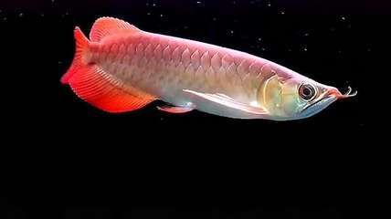 龍魚用什么底色：如何根據龍魚品種選底色