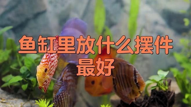 龍魚缸內擺件有哪些材質可選？