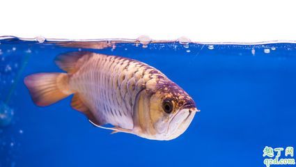 慶大霉素治療龍魚什么病（慶大霉素可以治療哪些疾病？）