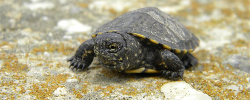 印尼小紅龍魚營養(yǎng)搭配指南：印尼小紅龍魚的營養(yǎng)搭配指南