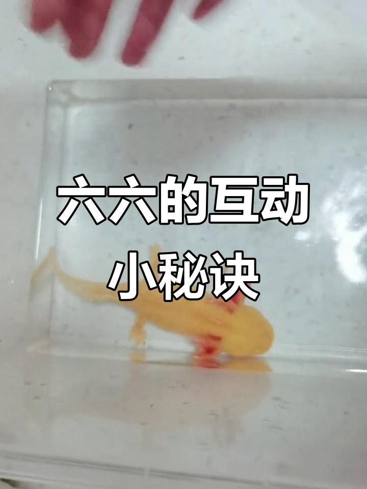 如何與六角恐龍魚互動？