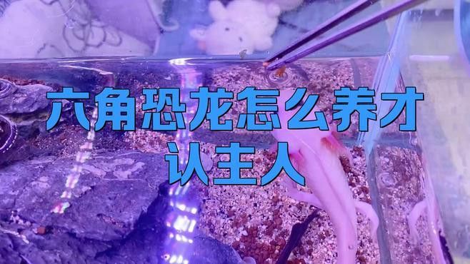 如何與六角恐龍魚互動？