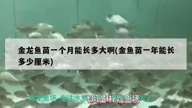 金龍魚魚苗多久能長大（金龍魚多久能長大）