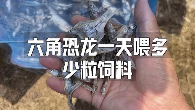 龍魚(yú)溫度多少最佳：如何調(diào)節(jié)龍魚(yú)養(yǎng)殖水溫