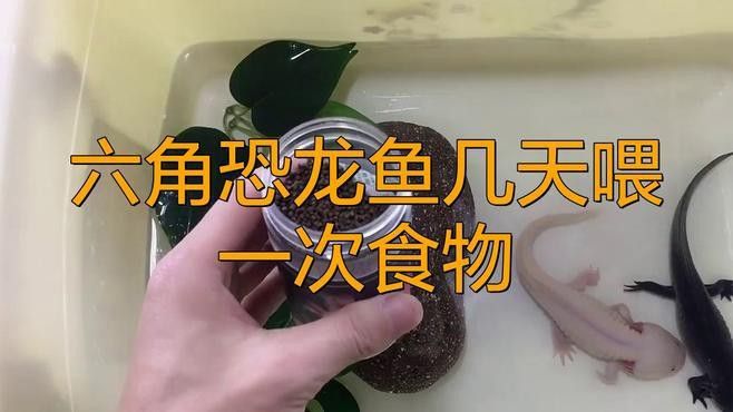 龍魚(yú)溫度多少最佳：如何調(diào)節(jié)龍魚(yú)養(yǎng)殖水溫