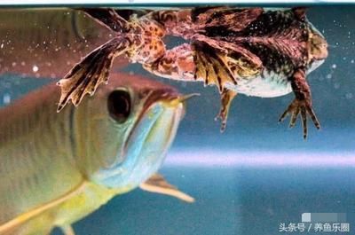 龍魚吃活食不堵過濾棉：龍魚吃活食不堵過濾棉怎么辦