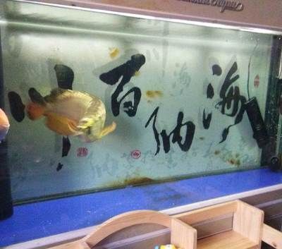 養九條龍魚需要多大的魚缸合適：養龍魚要用多大的魚缸