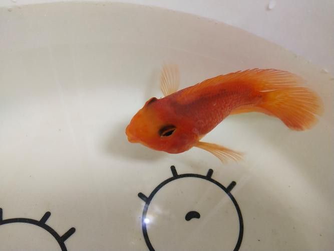 龍魚一片黑鱗