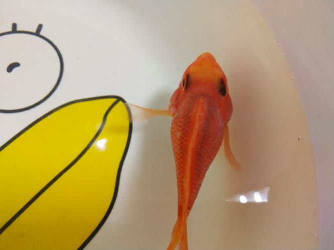 龍魚一片黑鱗