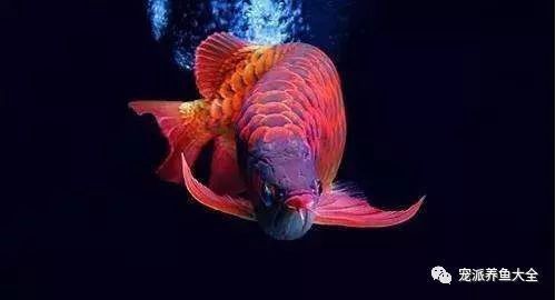 經(jīng)常喂龍魚吃面包蟲會不會挑食