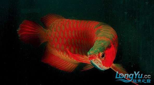 經(jīng)常喂龍魚吃面包蟲會不會挑食