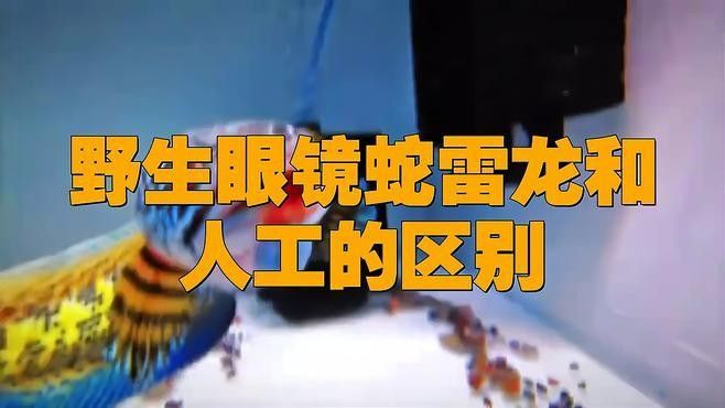 雷龍魚野生和人工區(qū)別在哪