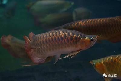 低價個人出售龍魚違法嗎判幾年：低價個人出售龍魚是否違法？