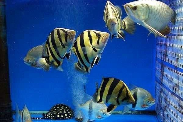 龍魚虎魚魟魚混養喂什么食