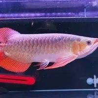 龍魚需要什么樣的過濾系統(tǒng)？