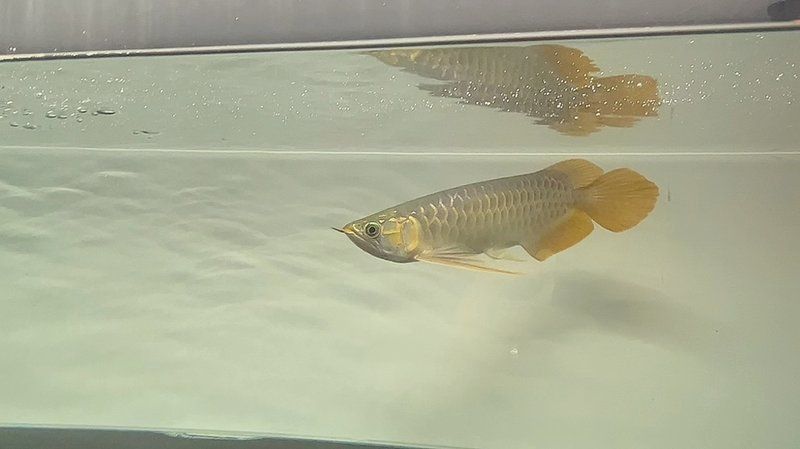 龍魚呼吸最簡(jiǎn)單三個(gè)步驟