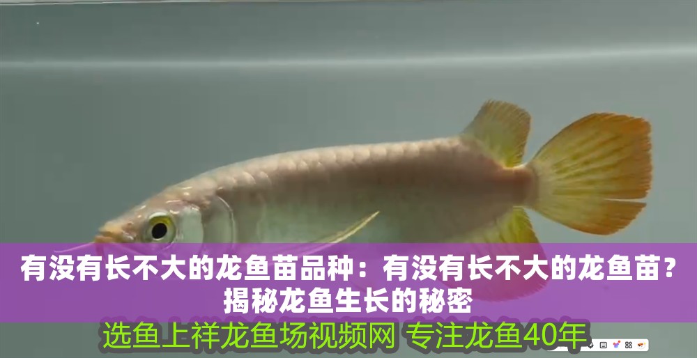 有沒有長不大的龍魚苗品種：有沒有長不大的龍魚苗？揭秘龍魚生長的秘密