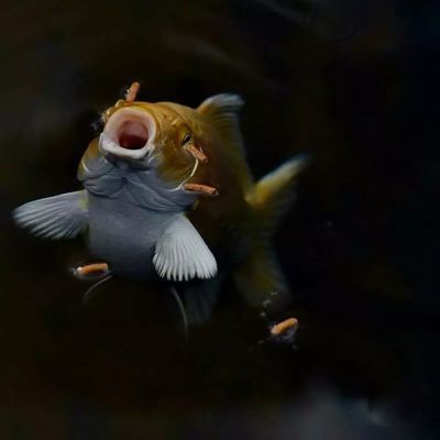 龍魚寄生蟲用什么藥見效最快呢：治療龍魚寄生蟲的藥物