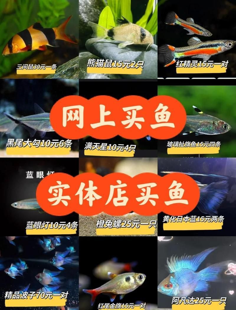 觀賞魚市場價格查詢 觀賞魚市場價格查詢 龍魚百科 第3張