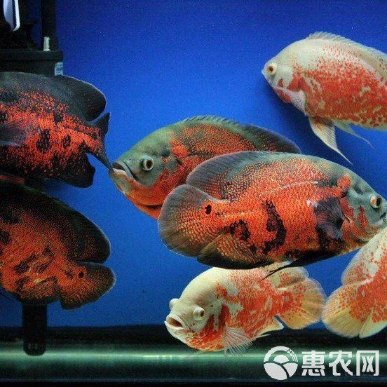 觀賞魚市場價格查詢 觀賞魚市場價格查詢 龍魚百科 第2張