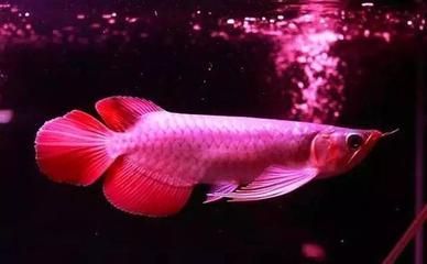 紅龍魚顏色變淺（怎么把紅龍魚養得更紅，影響因素很多）