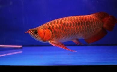 紅龍魚顏色變淺（怎么把紅龍魚養得更紅，影響因素很多）