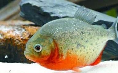紅腹水虎和龍魚混養(yǎng)：紅腹水虎魚和龍魚可以混養(yǎng)嗎？