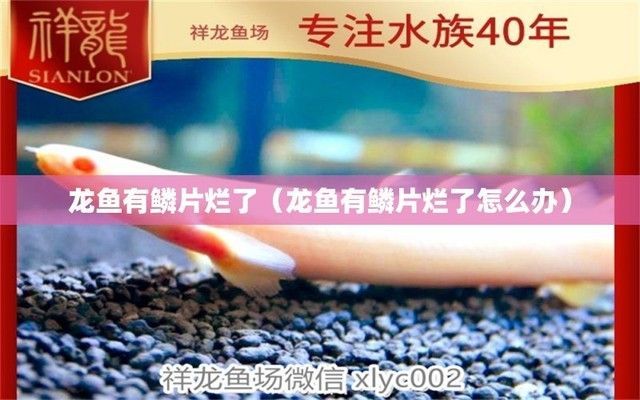 龍魚爛鱗片是怎么回事：如何預防龍魚爛鱗片？